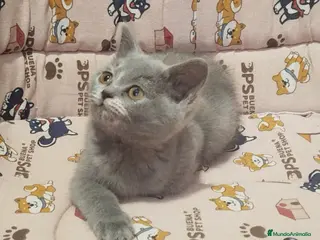 Británico de Pelo Corto gatos British Shorthair bicolor , última hembra - Anuncio 6