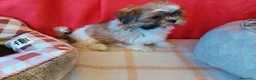 Shih Tzu perros en venta: SHIH TZUS EXCLUSIVOS  - Anuncio 4