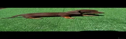 Teckel perros en venta: Disponible Teckels de Calidad  - Anuncio 6