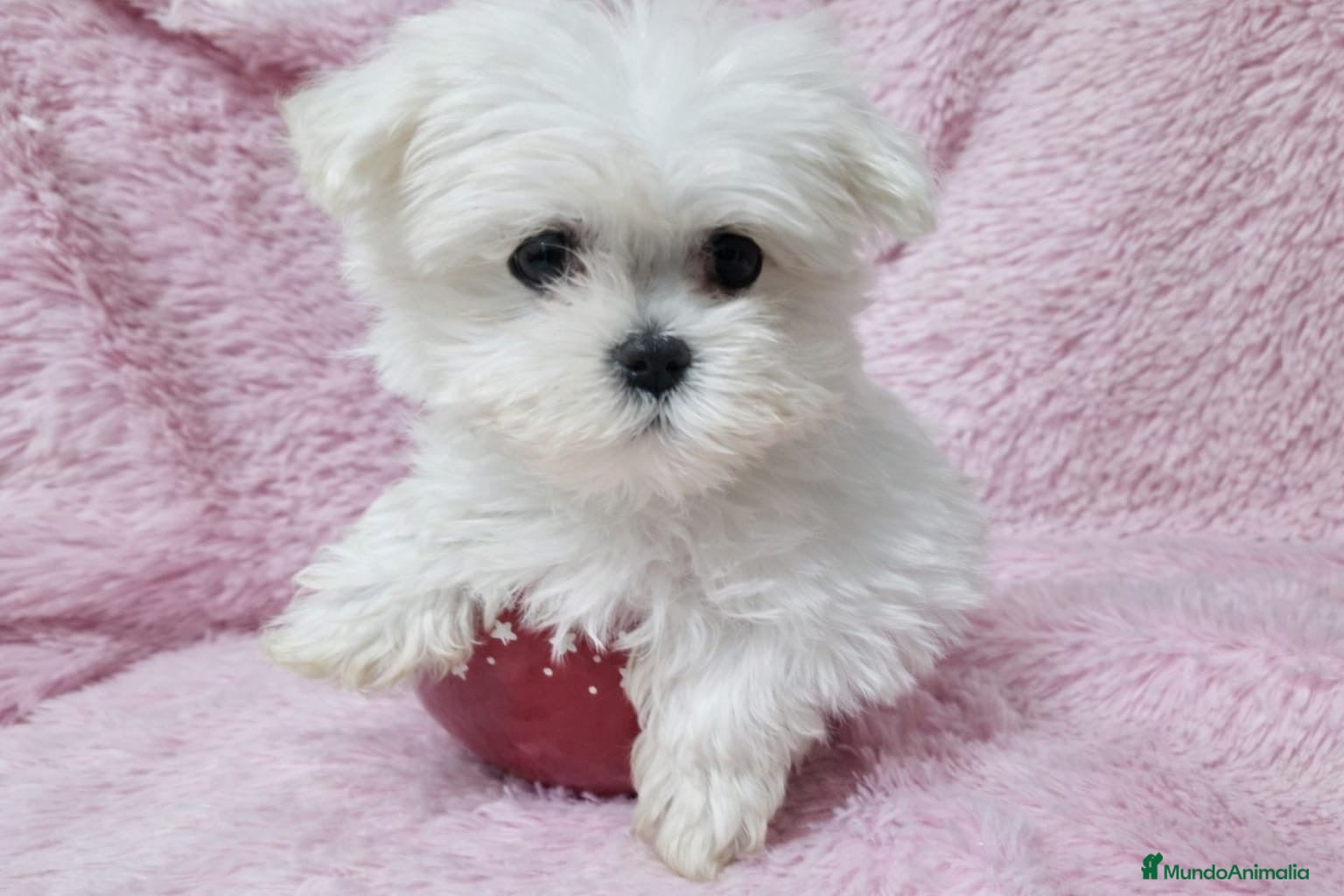 Bichón Maltés perros Bichón Maltés Toy - Anuncio 2