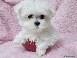 Bichón Maltés perros Bichón Maltés Toy - Anuncio 3