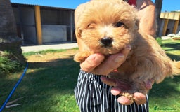 Maltipoo perros en venta: Maltipoo - Imagen 6
