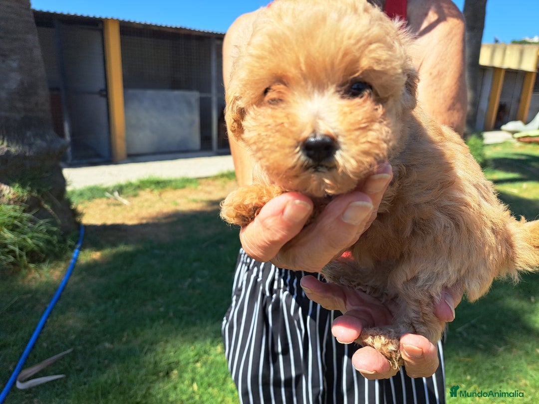 Maltipoo perros en venta: Maltipoo - Imagen 6
