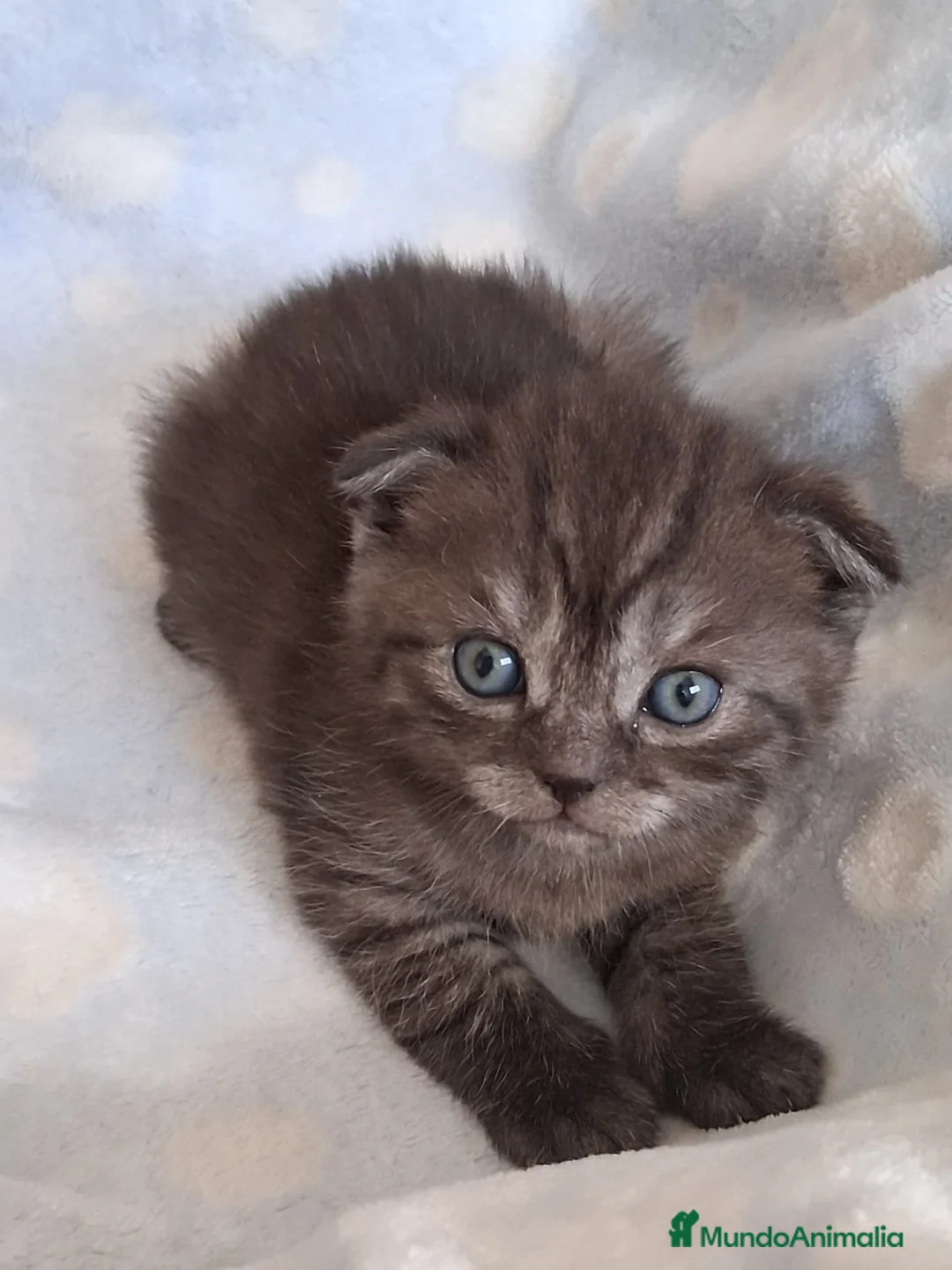 Scottish Fold gatos en venta: Preciosos Scotthis chocolate y tabby chocolate en Madrid - Anuncio 9