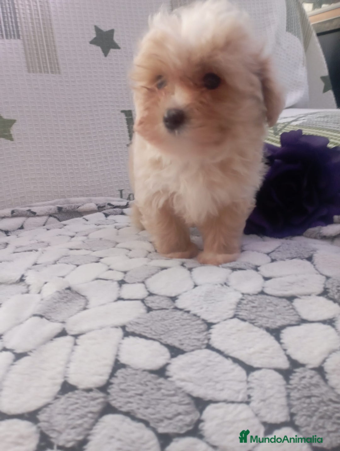 Maltipoo perros en venta: Maltipoo - Anuncio 5