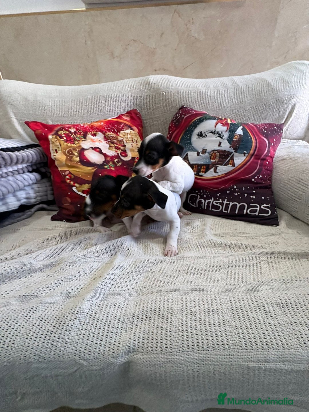 Jack Russell Terrier perros en venta: Jack Russell  - Anuncio 5