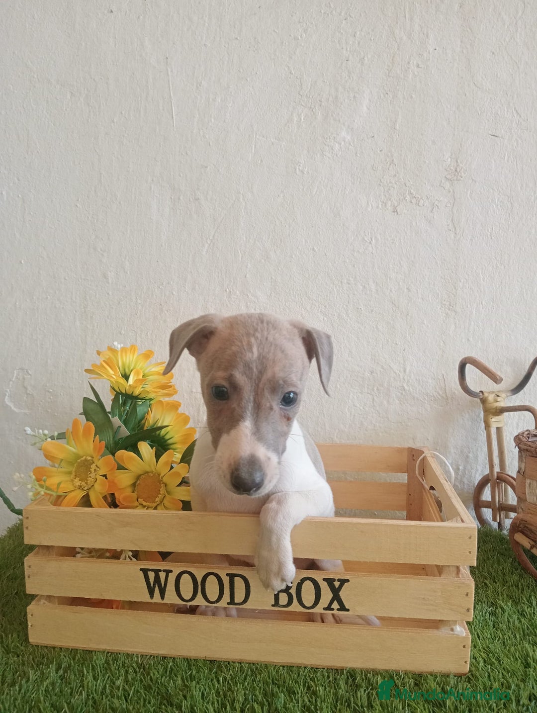 Pequeño Lebrel Italiano perros en venta: Piccolo italiano  - Imagen 1