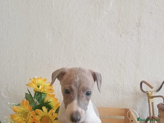 Pequeño Lebrel Italiano perros - Anuncio 5