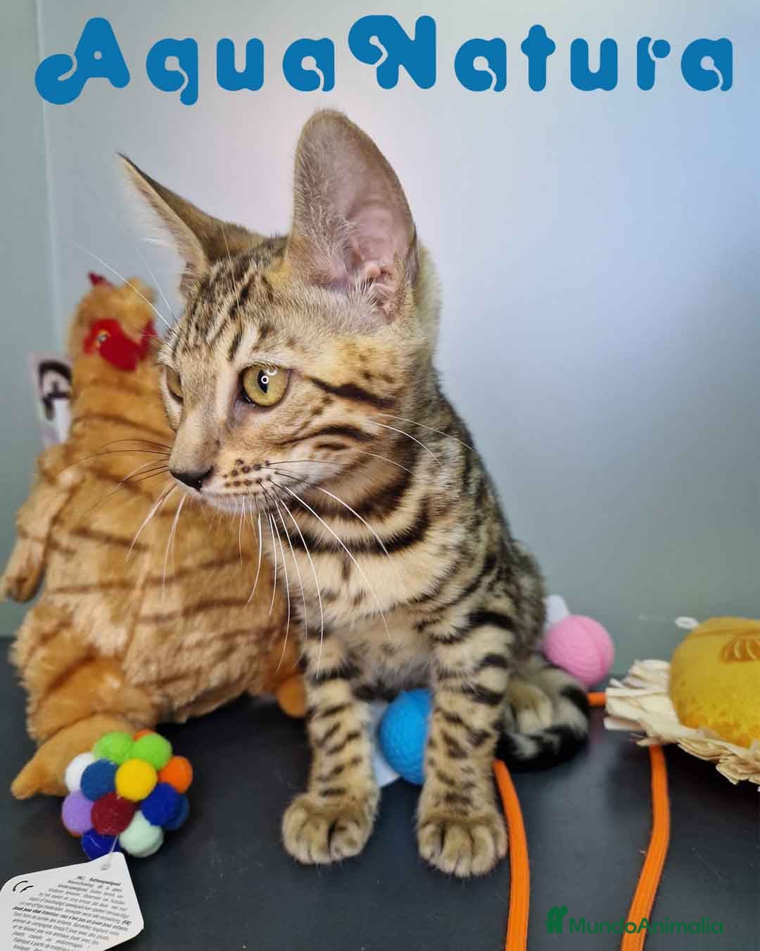 Bengalí gatos en venta: Bengali Hembra 4611 AQUANATURA - Imagen 11