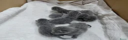 Británico de Pelo Corto Azul gatos en venta: Britanico pelo corto azul - Anuncio 8