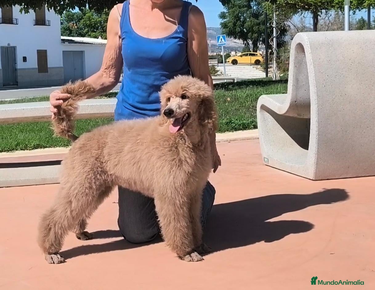 Caniche Gigante perros Caniches gigantes apricot  - Anuncio 1