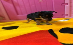 Ratón de Praga perros en venta: Ratón de Praga  - Imagen 2