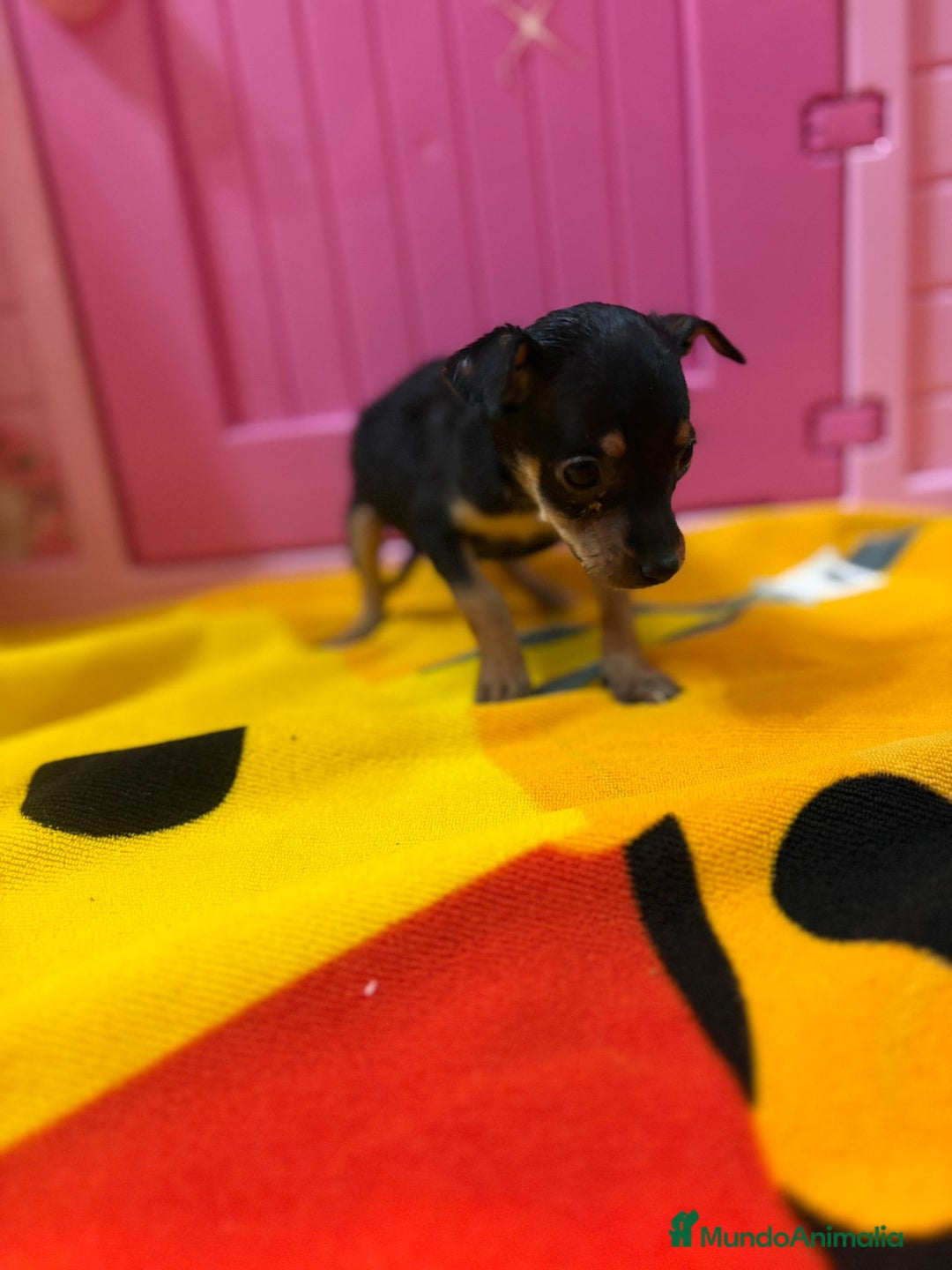 Ratón de Praga perros en venta: Ratón de Praga  - Imagen 2