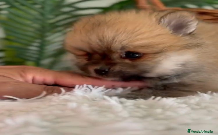 Pomerania perros - Anuncio 9