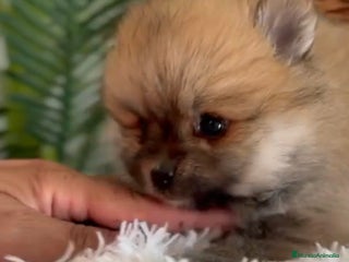 Pomerania perros - Anuncio 5