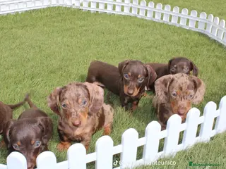 Teckel perros Teckel Kaninchen – Calidad, seriedad y seguimiento - Anuncio 6
