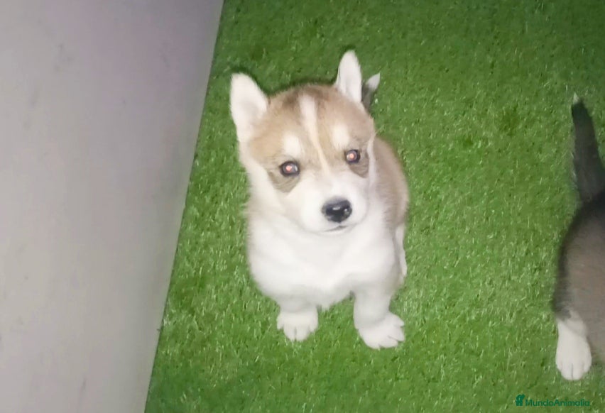 Husky Siberiano perros Cachorros husky siberianos  - Anuncio 2