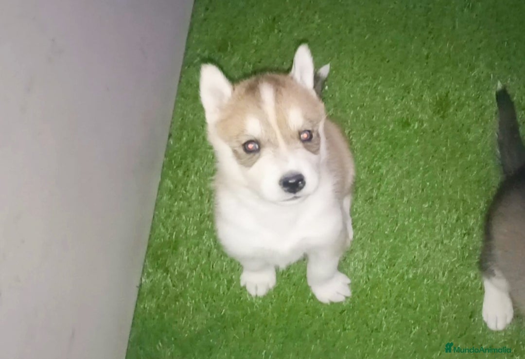 Husky Siberiano perros en venta: Cachorros husky siberianos  - Anuncio 1
