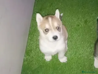 Husky Siberiano perros Cachorros husky siberianos - Anuncio 4