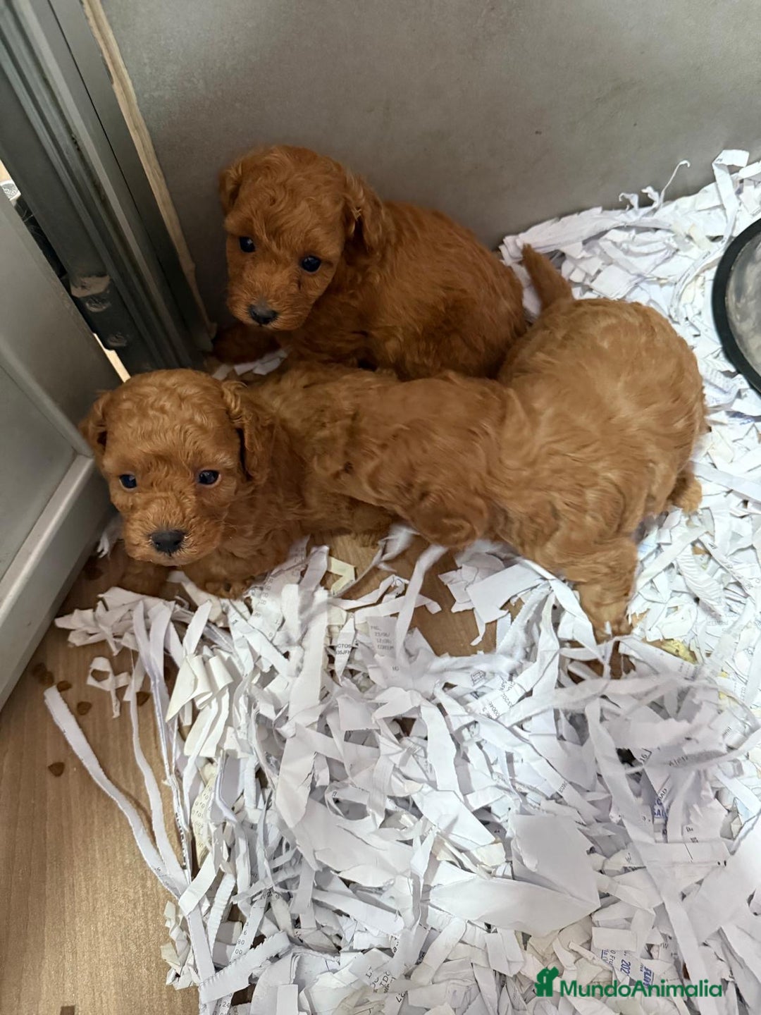 Caniche Toy perros en venta: CANICHE ROJO Y APRICOT - Anuncio 1