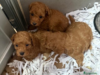 Caniche Toy perros CANICHE ROJO Y APRICOT - Anuncio 2