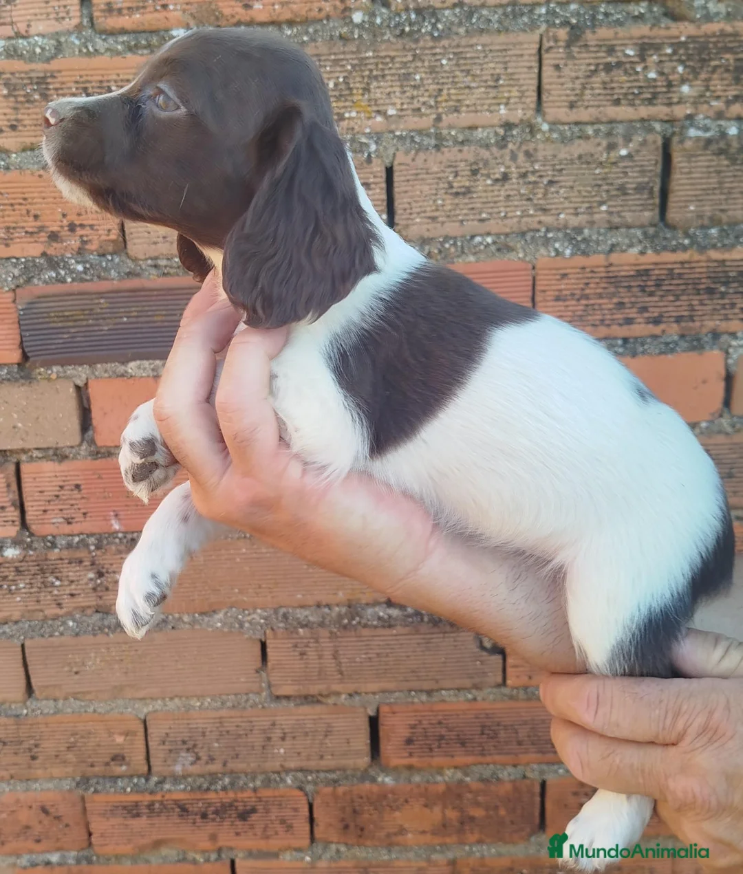 English Springer Spaniel perros en venta:  CACHORRO SPRINGER  - Anuncio 4