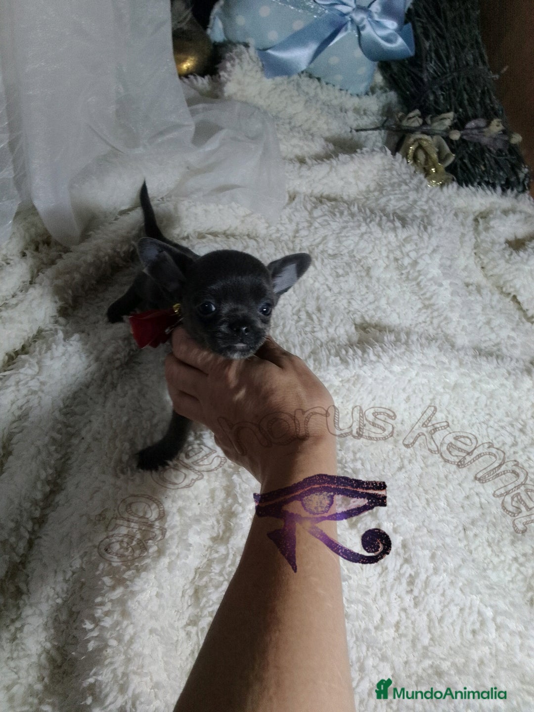 Chihuahua perros en venta: Chihuahua pelo largo y pelo corto  - Imagen 4