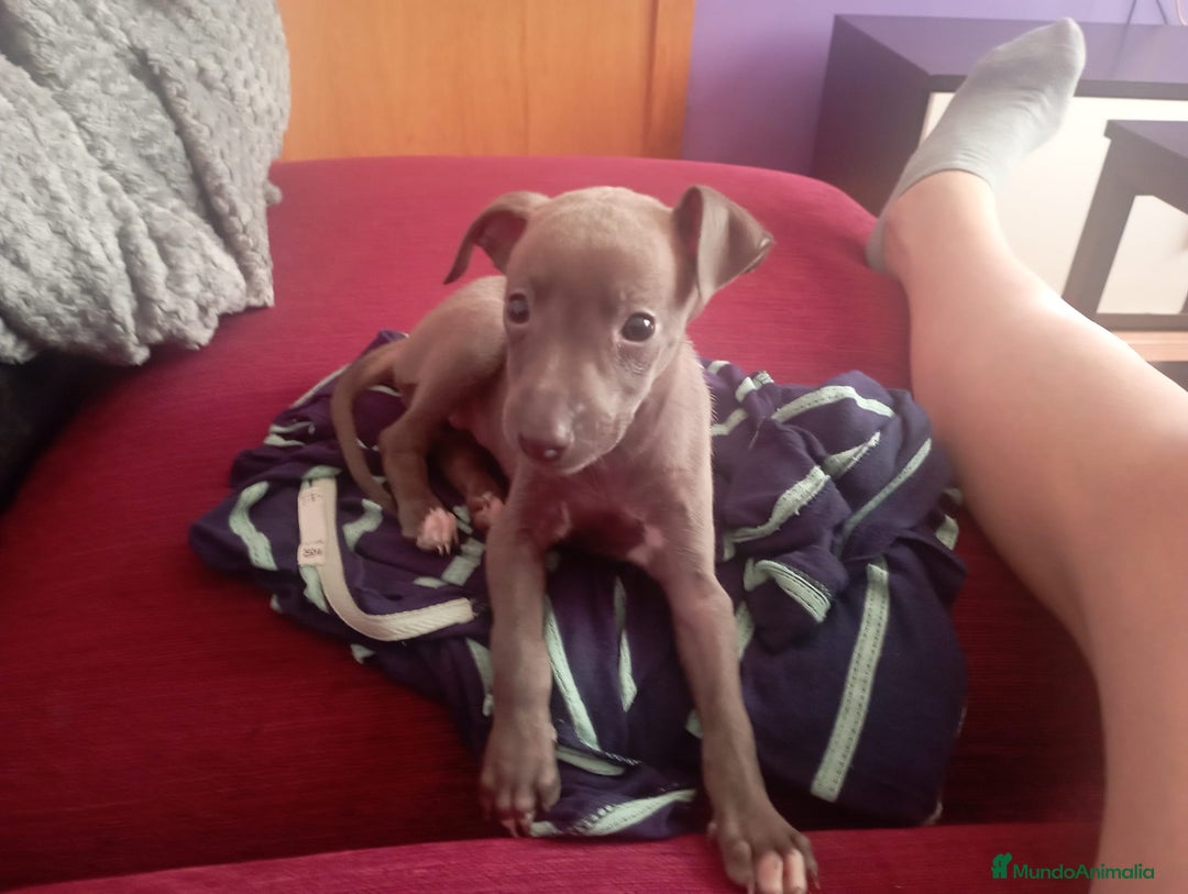 Pequeño Lebrel Italiano perros en venta: Lebrel italiano  - Imagen 2