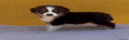 Pastor Miniatura Americano perros en venta: Cachorros de mini pastor americano rojo - Anuncio 10