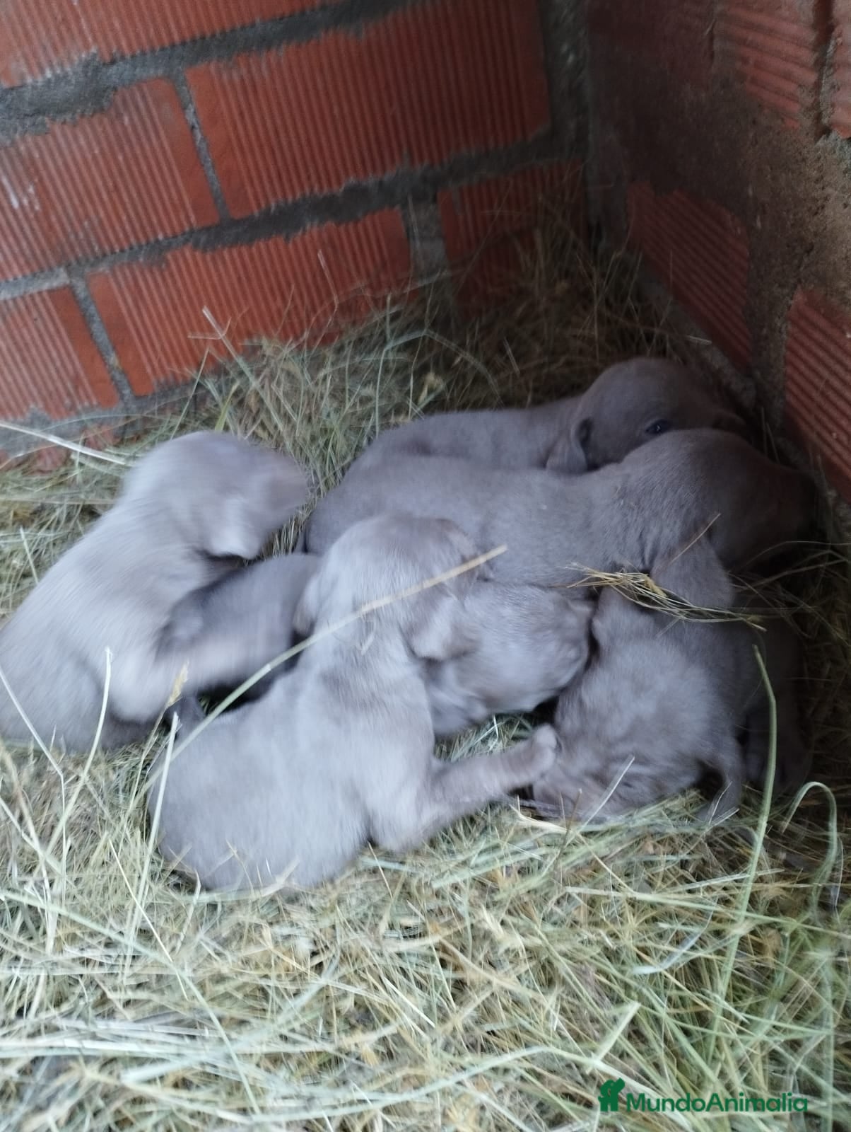 Weimaraner perros Braco de Weimar para reservar  - Anuncio 2