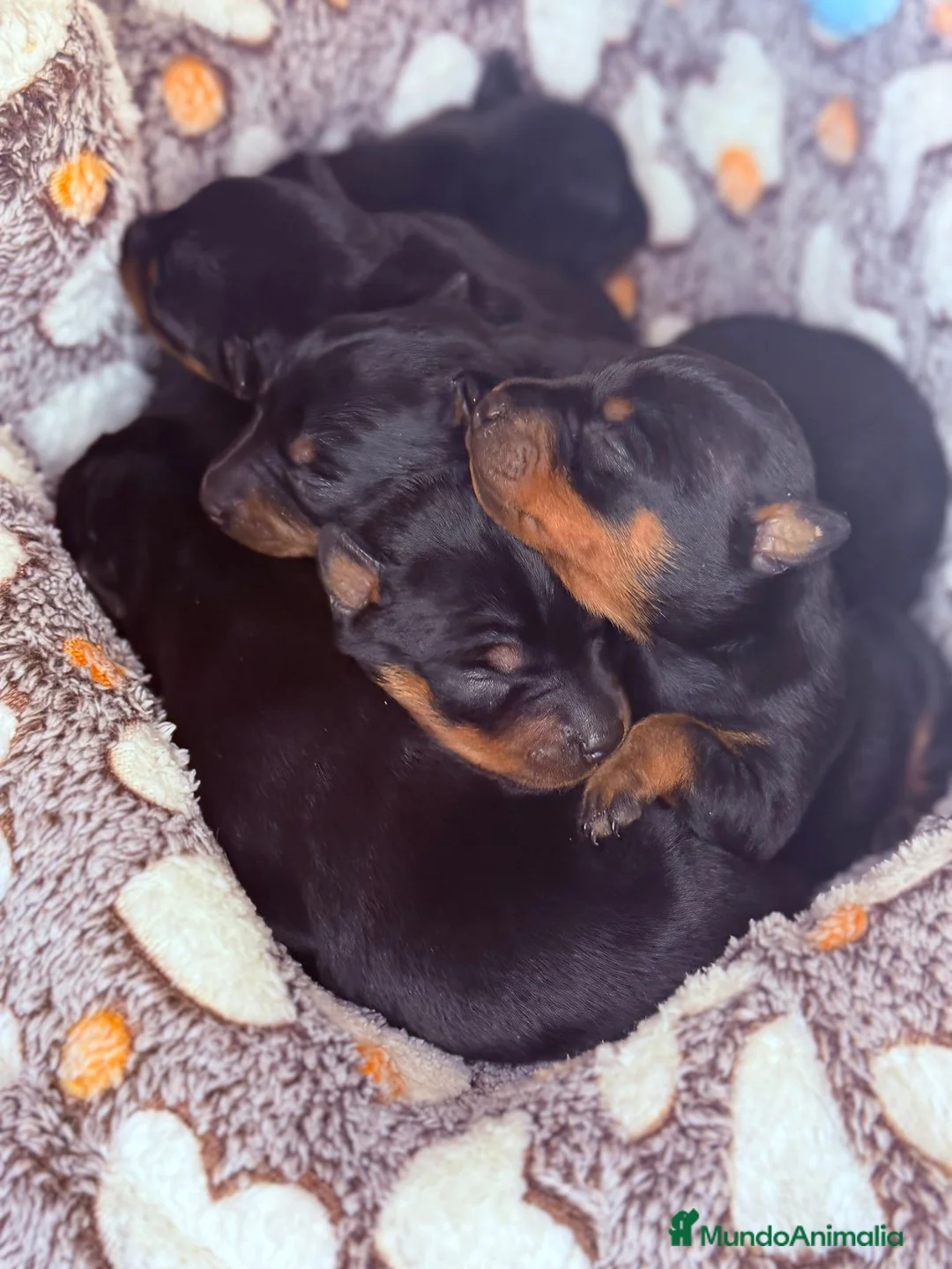 Pinscher Miniatura perros en venta: Pinscher Miniatura  - Anuncio 1