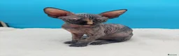 Sphynx gatos en venta: Preciosa hembrita sphynx  - Anuncio 3