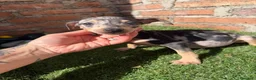 Pinscher Miniatura perros en venta: Mini pincher hembras Merle’s  - Anuncio 6