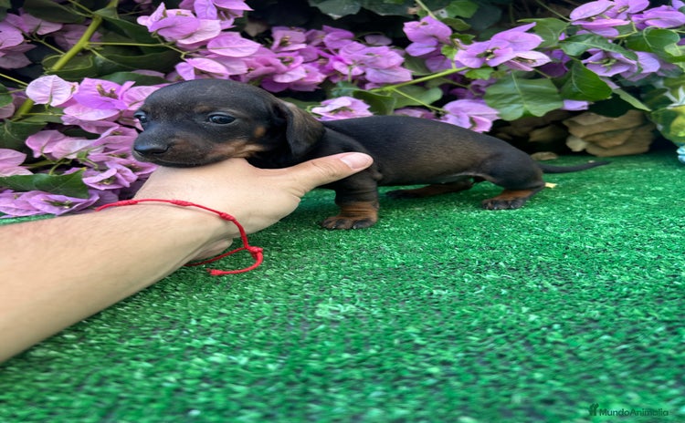 Teckel Miniatura perros - Anuncio 5