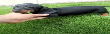 Teckel Cachorro 1