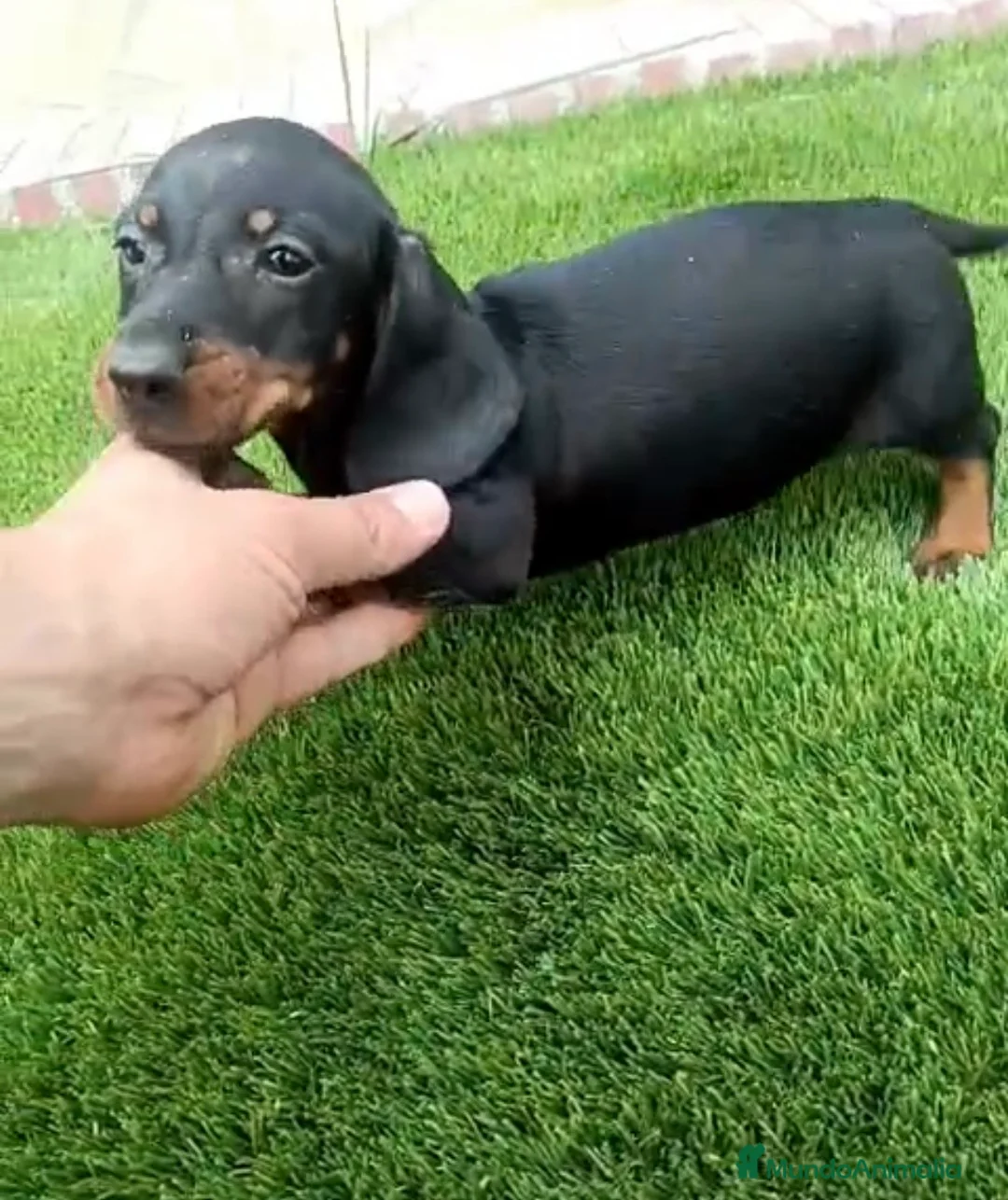 Teckel perros en venta: Teckel  - Anuncio 2