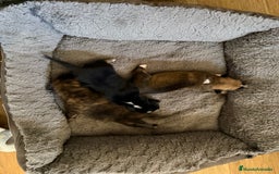 Xoloitzcuintle - Perro Sin Pelo Mexicano perros en adopcion: Xoloitzcuiltle - Anuncio 3