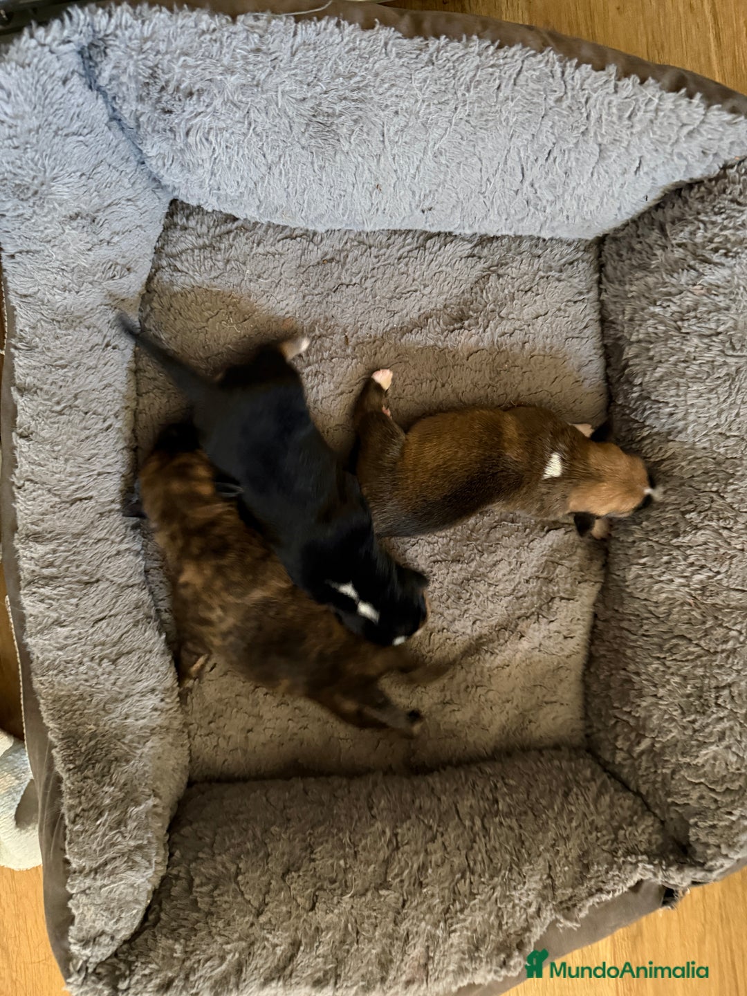 Xoloitzcuintle - Perro Sin Pelo Mexicano perros en adopcion: Xoloitzcuiltle - Anuncio 3