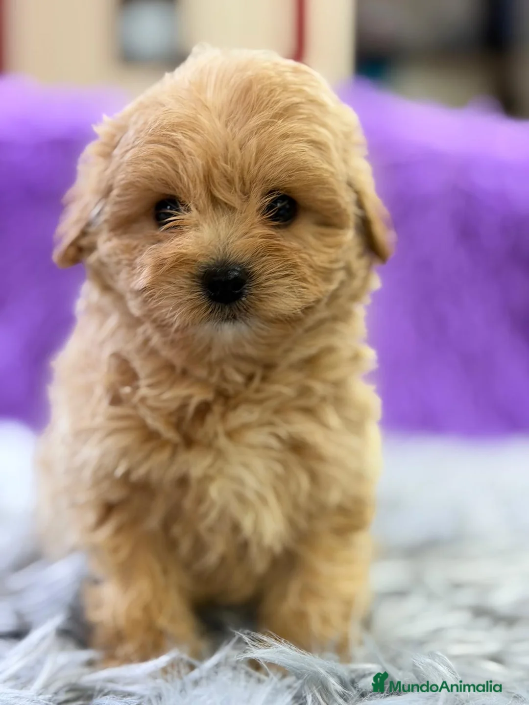 Maltipoo perros en venta: CAMADA DE MALTIPOO DISPONIBLES - Anuncio 1