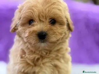 Maltipoo perros CAMADA DE MALTIPOO DISPONIBLES - Anuncio 1