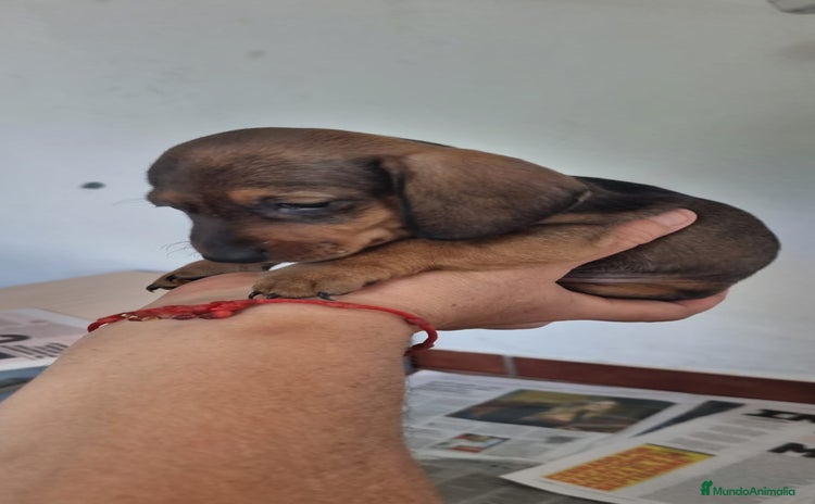 Teckel Miniatura perros - Anuncio 3