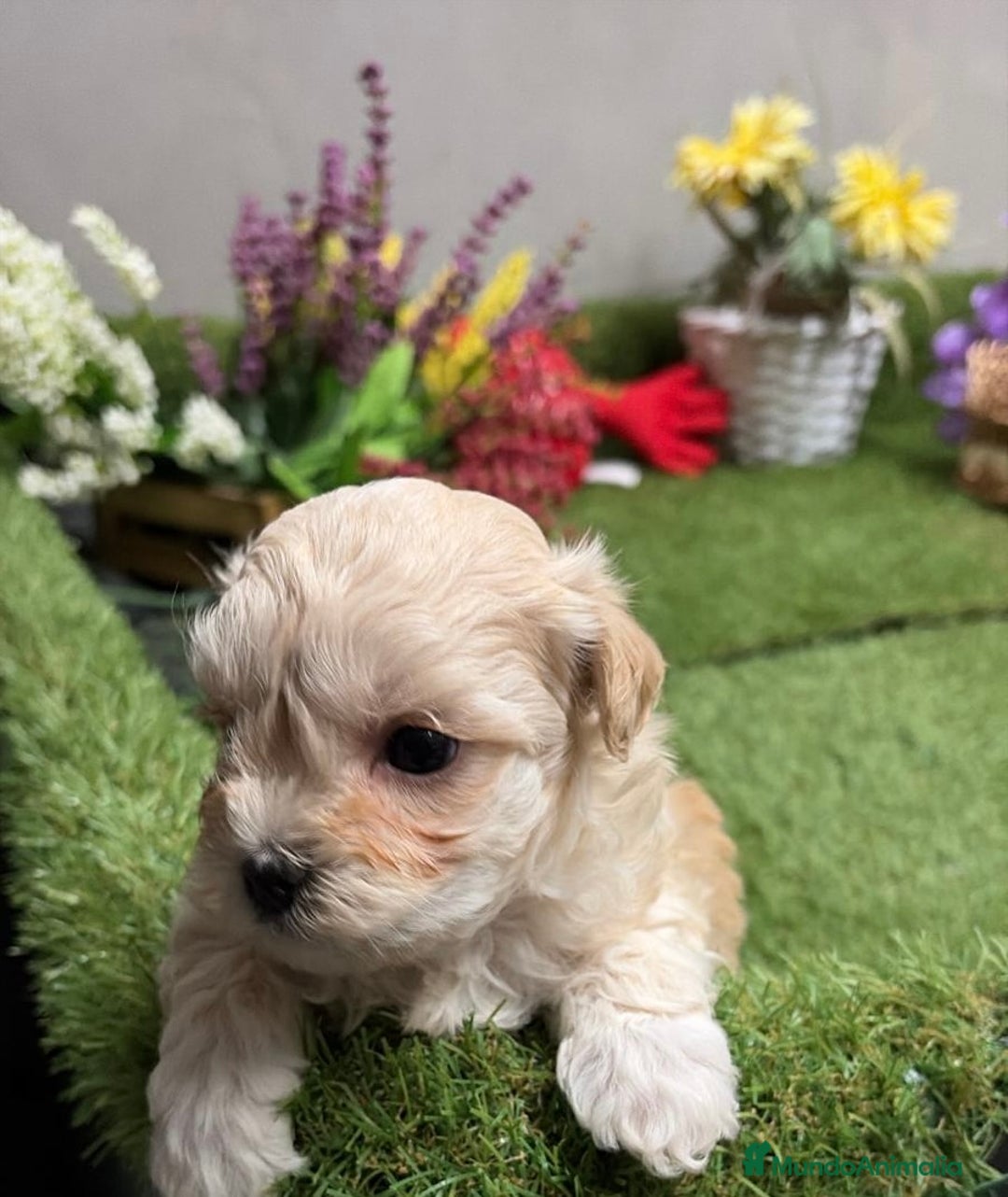 Maltipoo perros en venta: Maltipoo macho disponible toy fotos actuales. - Anuncio 2