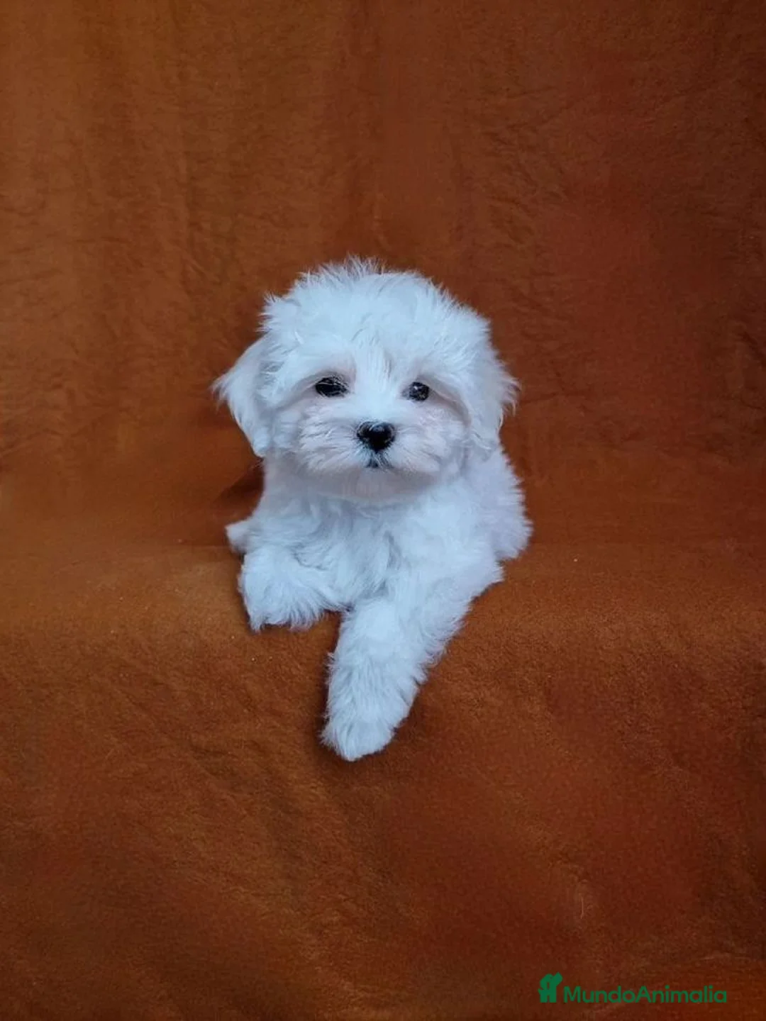 Bichón Maltés perros en venta: Macho 70 coreano 2 kilos ,200 5meses  - Anuncio 3