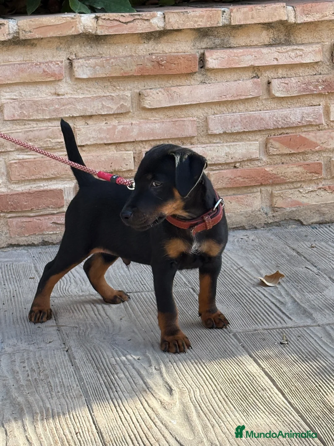 Terrier Alemán de Caza perros en venta: Cachorro Jagd terrier gran calidad  - Anuncio 2