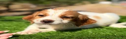 Épagneul Breton perros en venta: Breton hembra  - Anuncio 5