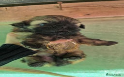 Shih Tzu perros en venta: Shiht tzu  - Anuncio 2