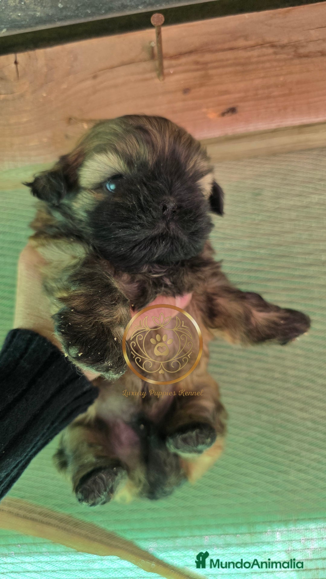 Shih Tzu perros en venta: Shiht tzu  - Anuncio 2