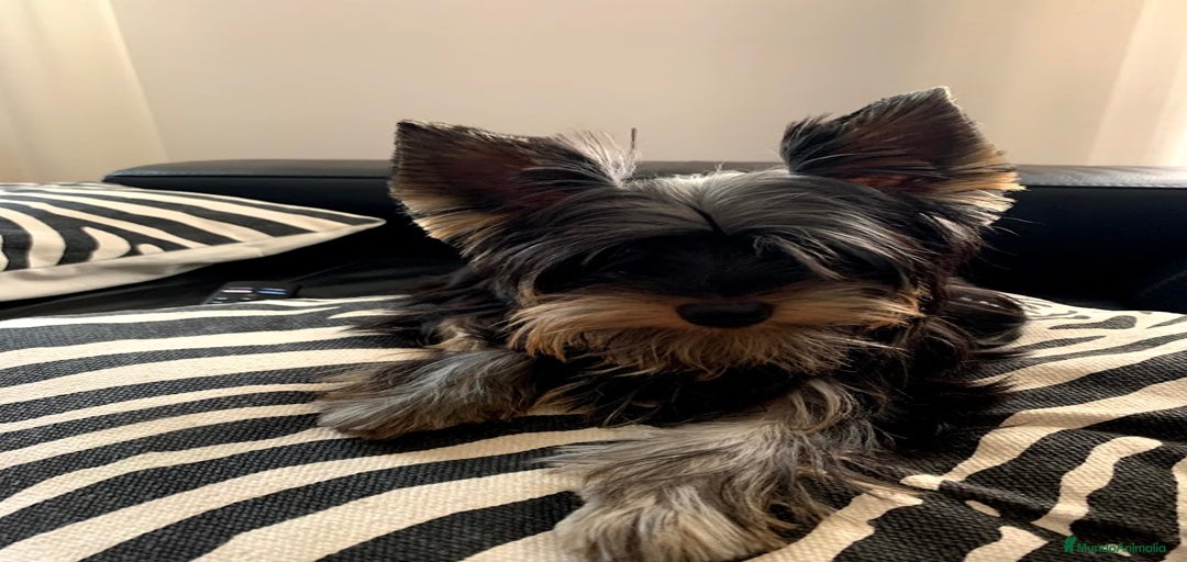 Imagen de galería {{count}}