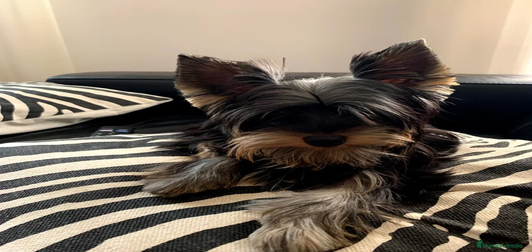 Imagen de galería {{count}}