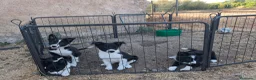 Border Collie perros en venta: Cachorros border collie 350€ - Anuncio 1